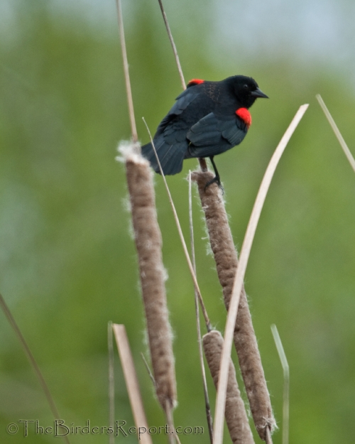 Red-winged Blackbird Male, blackbird