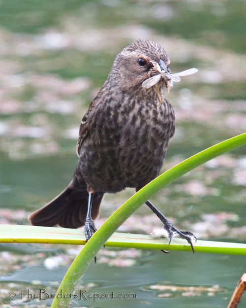 Red-winged Balckbird Female With Insects