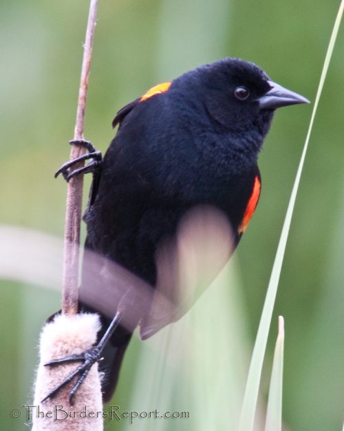 Red-winged Blackbird Male