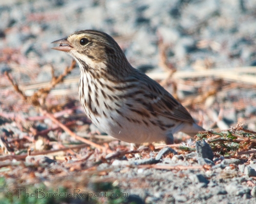 Savannah Sparrow