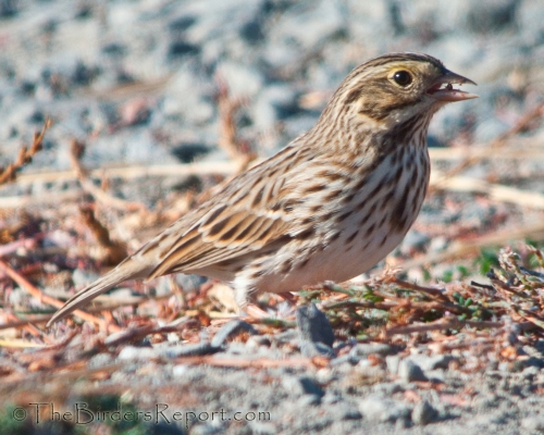 Savannah Sparrow