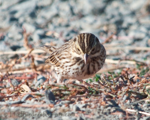 Savannah Sparrow