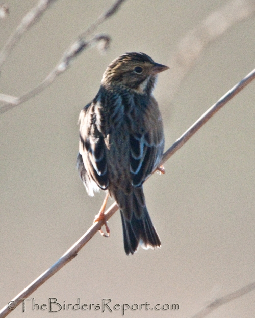 Savannah Sparrow