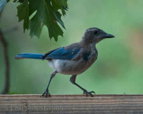 Western Scrub-Jay, scrub-jay, jay