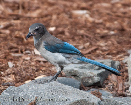 Western Scrub-Jay, scrub jay, jay