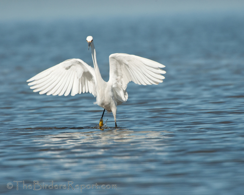 Snowy Egret Fishing