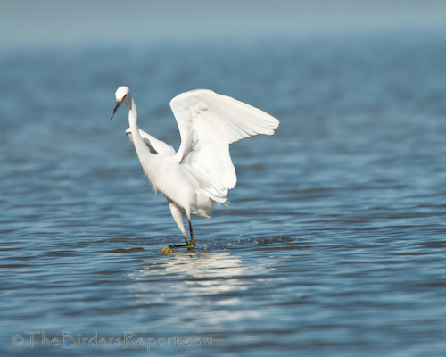 Snowy Egret Fishing