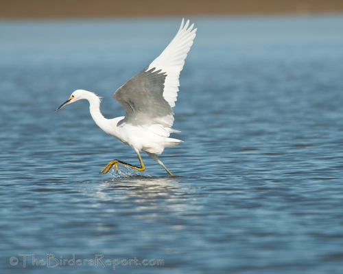Snowy Egret Fishiing