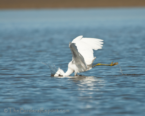 Snowy Egret Fishing