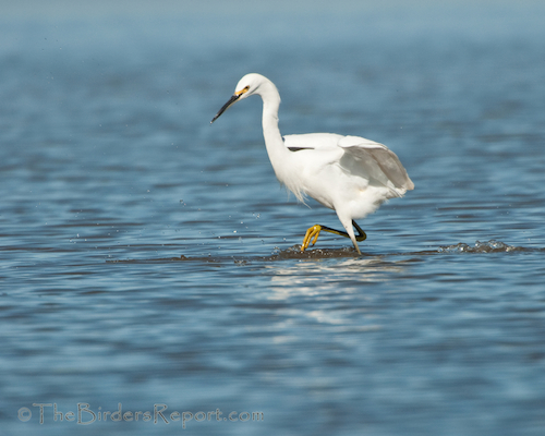 Snowy Egret Fishing