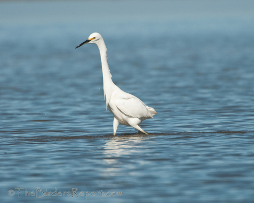 Snowy Egret Fishing