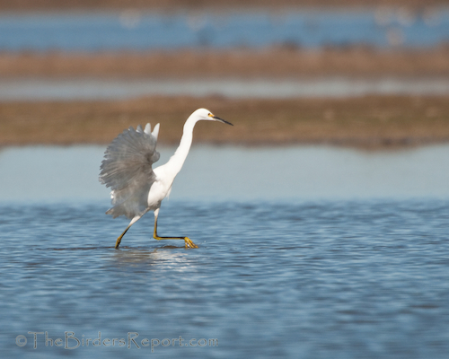 Snowy Egret Fishing