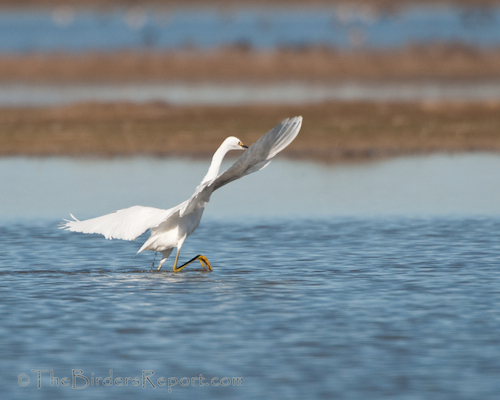 Snowy Egret Fishing