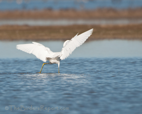 Snowy Egret Fishing