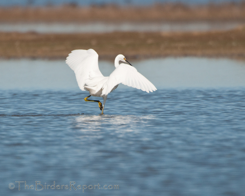 Snowy Egret Fishing