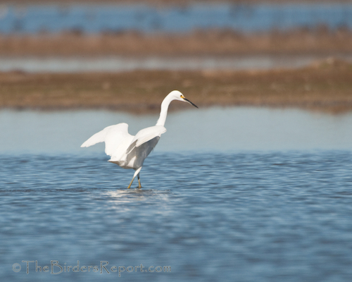 Snowy Egret Fishing