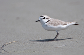 Western Snowy Plover Male