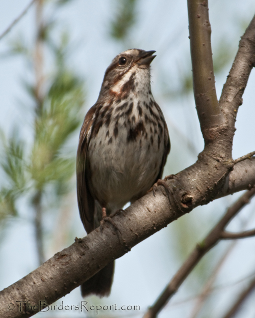 Song Sparrow, sparrow