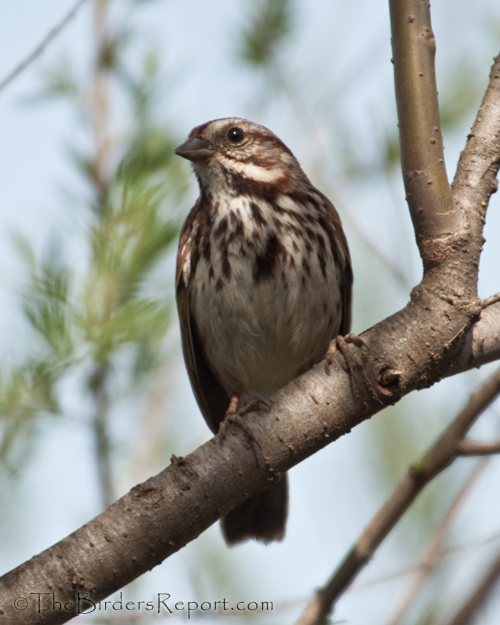 Song Sparrow, sparrow