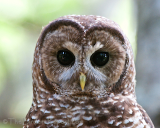 Northern Spotted Owl