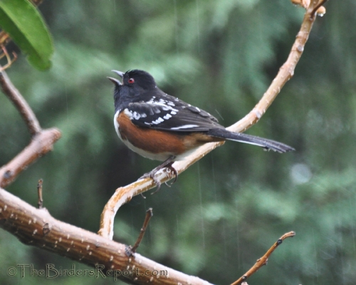 Spotted Towhee, towhee