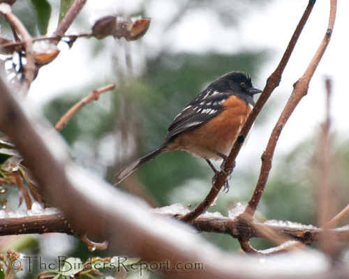 Spotted Towhee