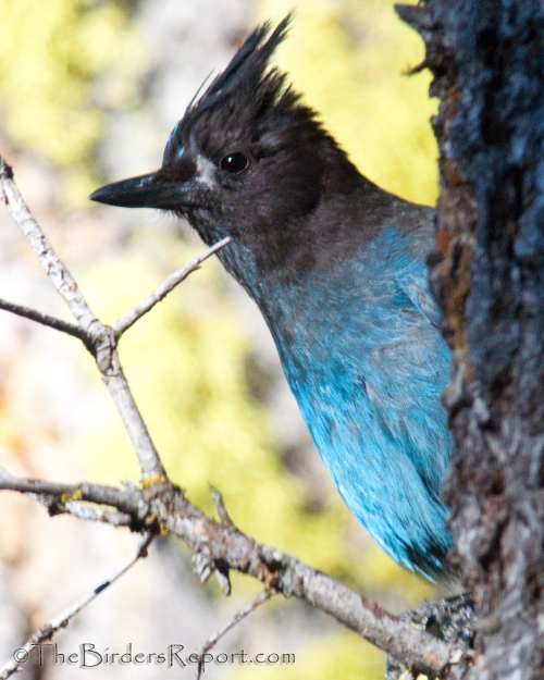 Steller's Jay
