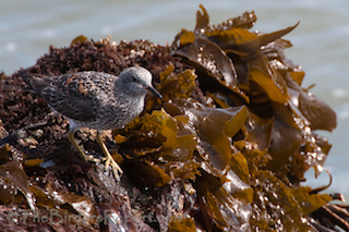 Thumbnail image for Surfbirds at Humboldt Bay North Jetty During Godwit Days Bird Festival at 10000 Birds