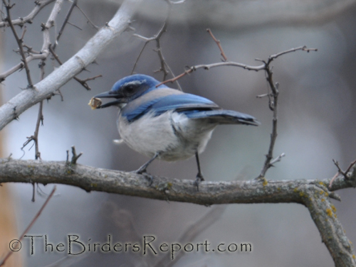 Western Scrub Jay