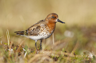 Spoon-billed Sandpiper