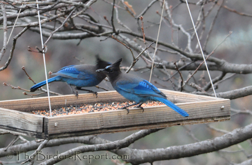 Stellers Jays At The Tray Feeder