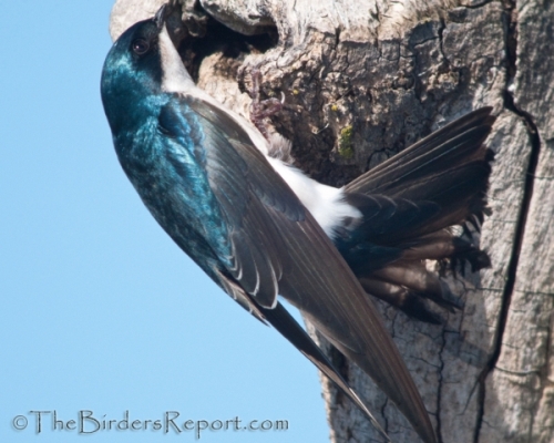 Tree Swallow at Cavity