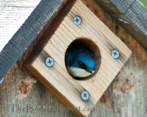tree swallow, swallow, cavity nesting birds
