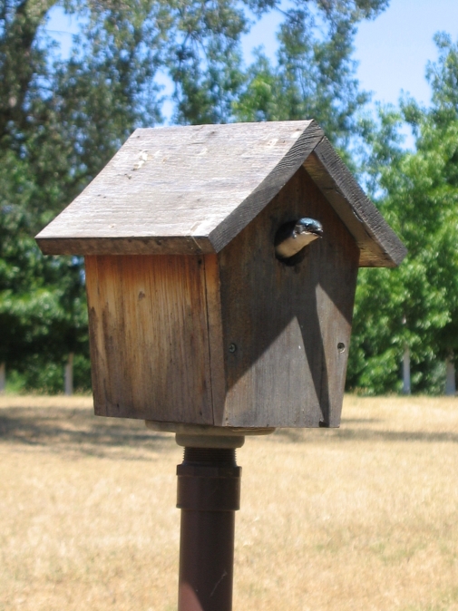 Tree Swallow Poking His Head Out Of The Nest Box