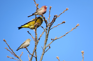 House Finch, Evening Grosbeak and Pine Siskin