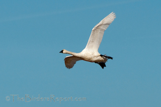 Tundra Swan in Flight