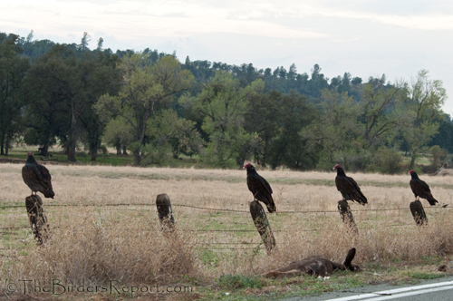 Turkey Vulture, vulture