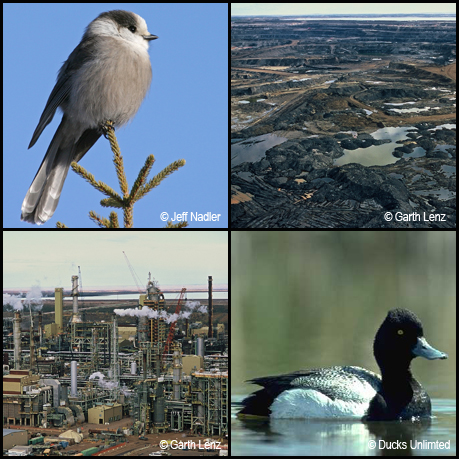 Tar Sands Info