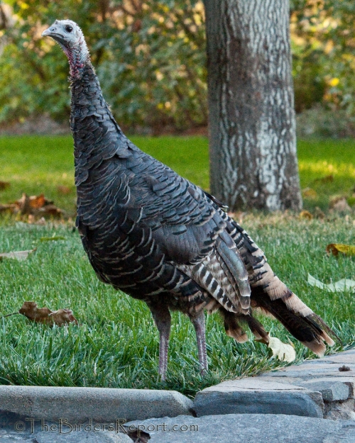 Wild Turkey hen, wild turkey, turkey