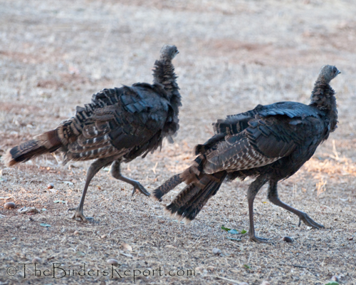 Wild Turkey Poults ready to take flight, wild turkey, turkey