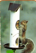 Squirrel Feeder Squirrel Feeder