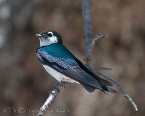 Violet-green Swallow, swallow, cavity nesting bird