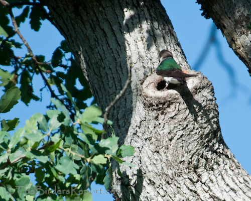 Violet-green Swallow Female at Cavity Entrance