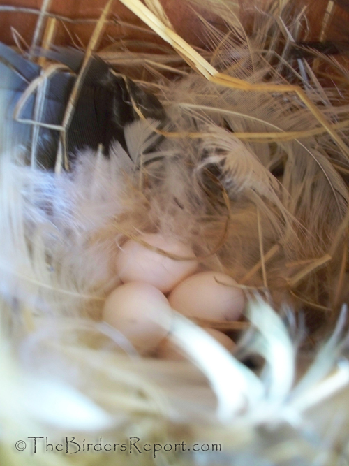 Violet-green Swallow Eggs