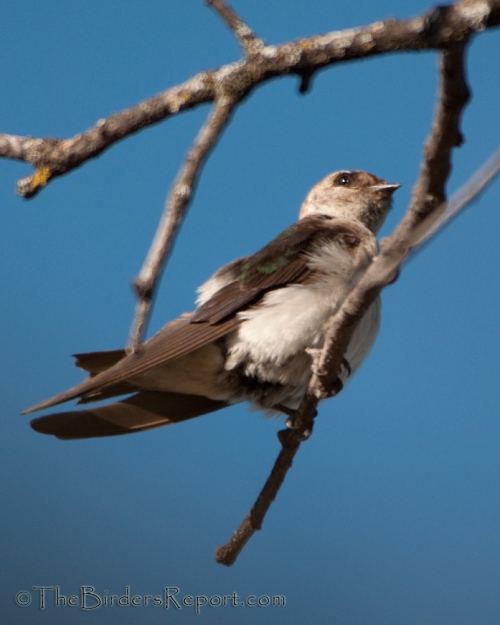 Violet-green Swallow Fledgling, Violet-green Swallow, swallow, cavity nesting bird