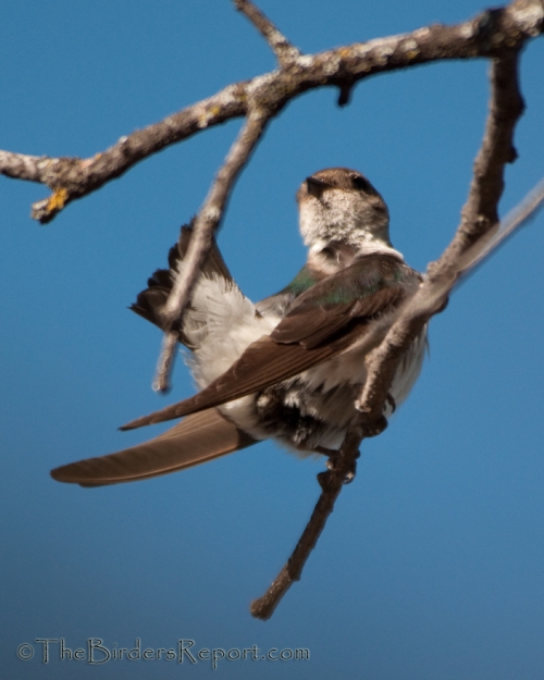 Violet-green Swallow Fledgling, Violet-green Swallow, swallow, cavity nesting bird