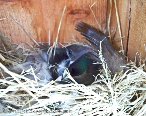 Violet-green Swallow in Nest Box