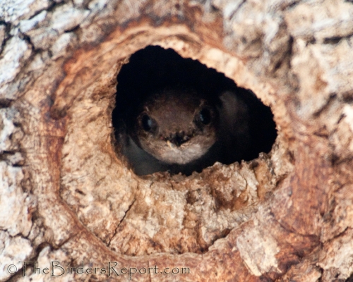 Violet-green Swallow Nestling, Violet-green Swallow, swallow, cavity nesting bird
