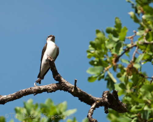 Violet-green Swallow Perched
