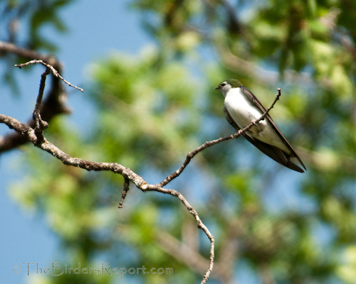 Violet-green Swallow Perched